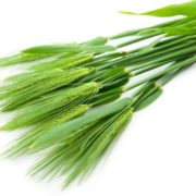 Barley Grass Powder