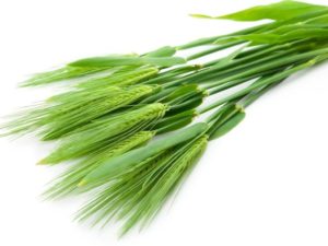 Barley Grass Powder