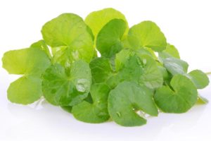 Centella Asiatica Extract