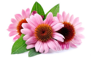 Echinacea Extract