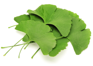 Ginkgo Biloba Extract