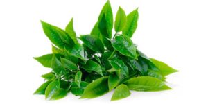 Green Tea Extract