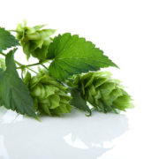 Hops Extract