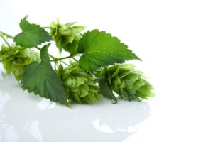 Hops Extract