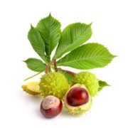 Horse Chestnut Extract