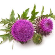 Milk Thistle Extract