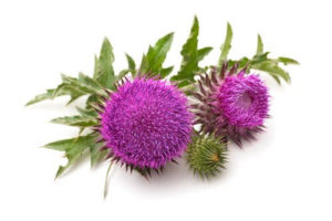 Milk Thistle Extract