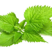 Nettle Root Extract