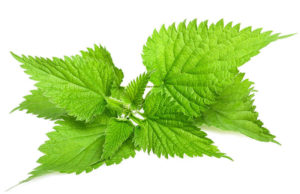 Nettle Root Extract