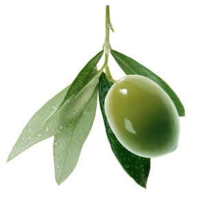 Olive Leaf Extract