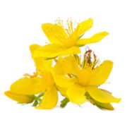 St John's Wort Extract