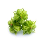 Tribulus Terrestris Extract