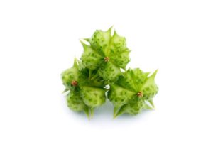 Tribulus Terrestris Extract